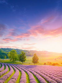 Scenic view of field against sky during sunset