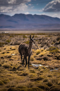 View of llama on land