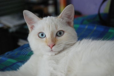 Close-up portrait of a cat