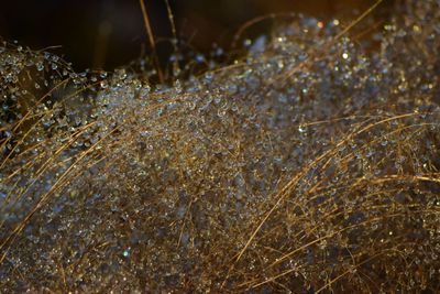 Close-up of water drops on spider web