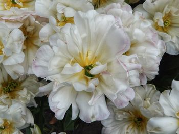 Close-up of white flowering plants