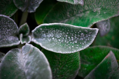 Close-up of raindrops on leaves