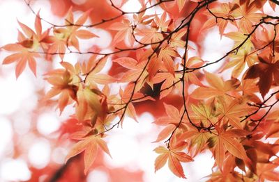 Close-up of maple leaves on tree during autumn