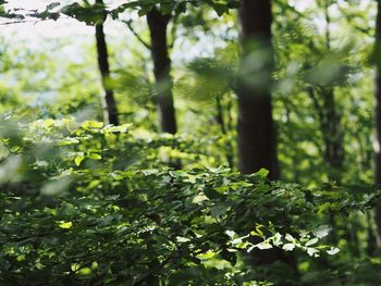 Close-up of fresh green plant with trees in forest