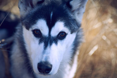 Close-up portrait of dog