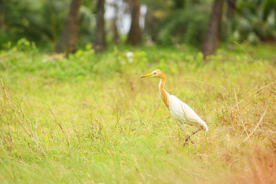 Cattle egret- a white bird found in the beautiful nature of mumbai.