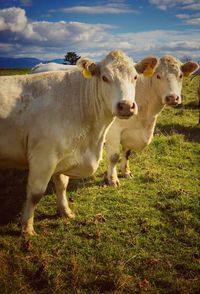 Cows in a field