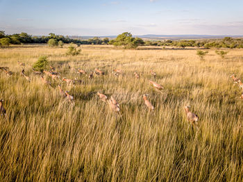 View of sheep on field