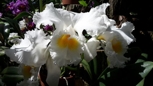 Close-up of white flowers blooming outdoors