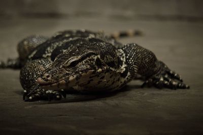 Asian water monitor at zoo