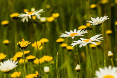 Close-up of white daisy blooming in field