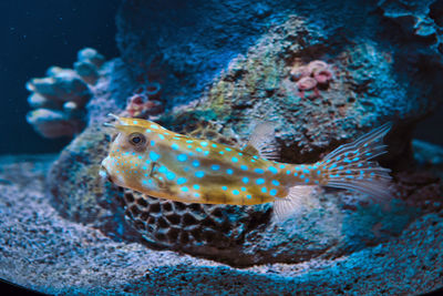 Close-up of fish swimming in sea