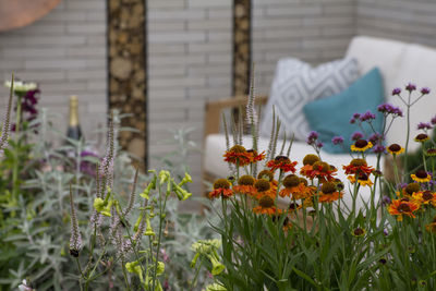 Close-up of potted plants