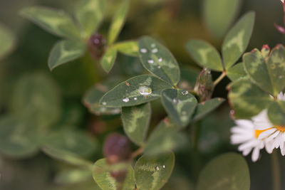 plant