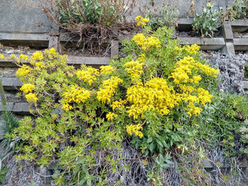Plant growing on a wall