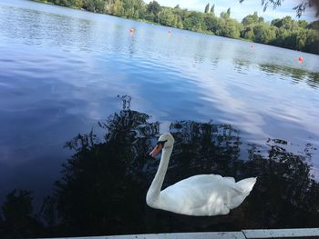 Swan swimming in lake