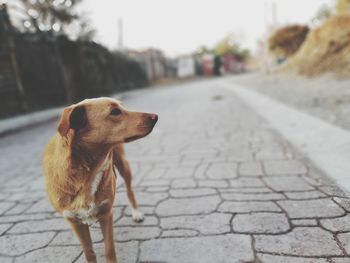 Dog looking away on road in city