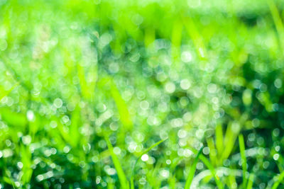 Full frame shot of raindrops on plants