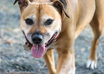 Close-up portrait of dog standing outdoors