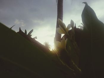 Low angle view of cloudy sky