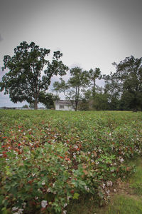 Flowers growing in field