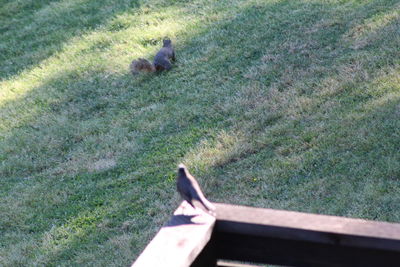 High angle view of dog on field