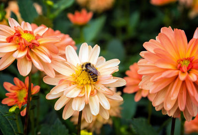 Close-up of bee on flower