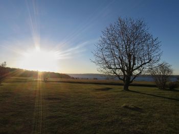 Bare tree on field against sky during sunset