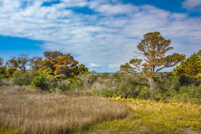 Trees on field against sky