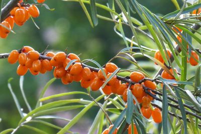 Close-up of berries growing on tree