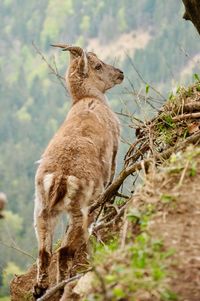 Low angle view of wild goat against mountain