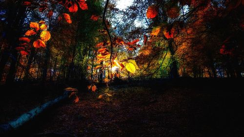 Trees in forest during autumn