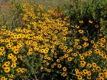 Close-up of yellow flowers growing in field