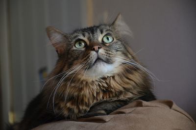 Fluffy tabby cat looking up