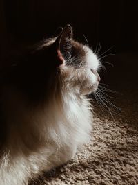 Close-up of cat looking away