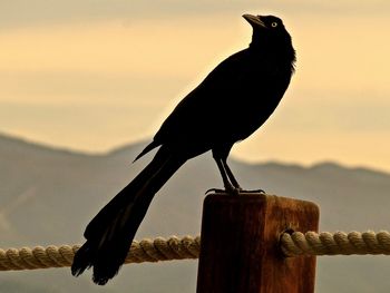 Close-up of great-tailed grackle perching on fence