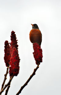 Close-up of bird perching on branch against sky