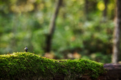 Close-up of bird perching on tree