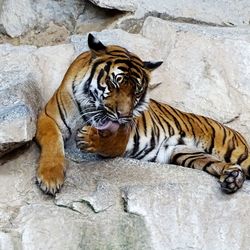 Tiger sitting on rocks at tierpark berlin