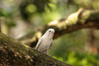 White budgerigar parakeet bird melopsittacus undulatus perches on a branch.