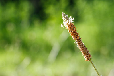 Close-up of insect on plant