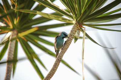 Low angle view of bird perching on palm tree