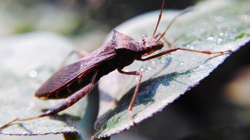 Close-up of insect on leaf