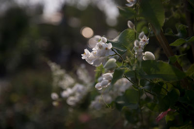 Close-up of apple blossoms in spring