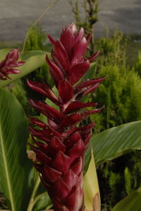 Close-up of red flower
