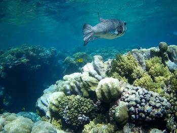 View of fish swimming in sea