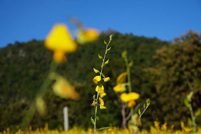 Close-up of yellow flowering plant on field