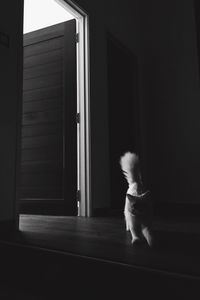 Dog at home