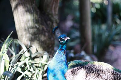 Close-up of a peacock