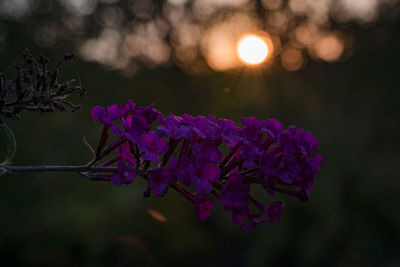 Close-up of flowers blooming outdoors